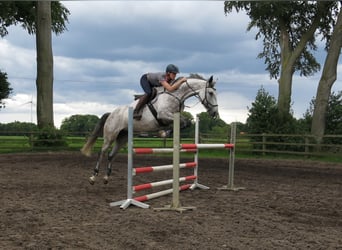 Holsteiner, Stute, 6 Jahre, 170 cm, Schimmel