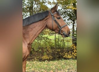 Holsteiner, Stute, 6 Jahre, 172 cm, Brauner