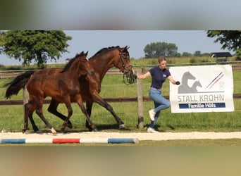 Holsteiner, Stute, 6 Jahre, 172 cm, Brauner
