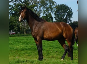 Holsteiner, Stute, 6 Jahre, 172 cm, Brauner