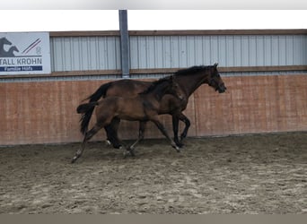 Holsteiner, Stute, 6 Jahre, 172 cm, Brauner