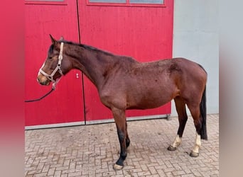 Holsteiner, Stute, 6 Jahre, 172 cm, Brauner