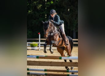 Holsteiner, Stute, 6 Jahre, 172 cm, Dunkelbrauner