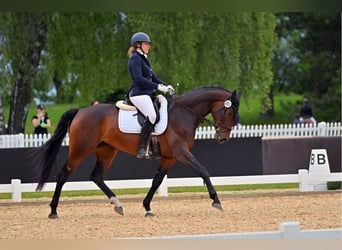 Holsteiner, Stute, 6 Jahre, 172 cm, Dunkelbrauner