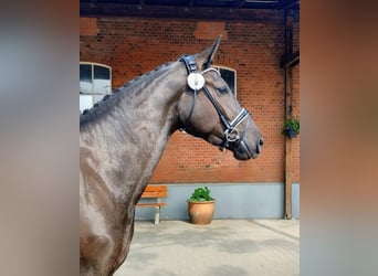 Holsteiner, Stute, 6 Jahre, 172 cm, Rappe