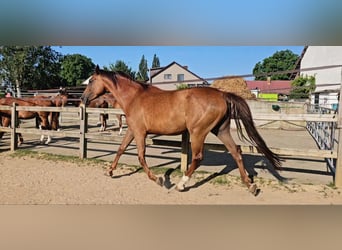 Holsteiner, Stute, 6 Jahre, 173 cm