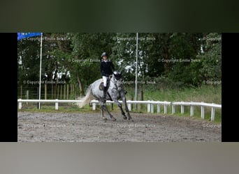 Holsteiner, Stute, 6 Jahre, 175 cm, Apfelschimmel