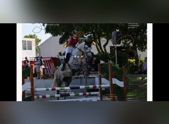 Holsteiner, Stute, 6 Jahre, 175 cm, Apfelschimmel