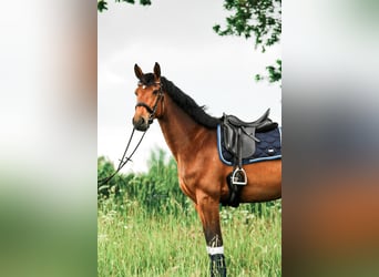 Holsteiner, Stute, 6 Jahre, 175 cm, Brauner