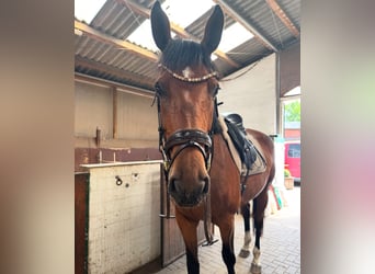 Holsteiner, Stute, 6 Jahre, 175 cm, Brauner