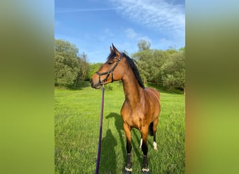 Holsteiner, Stute, 6 Jahre, 175 cm, Brauner