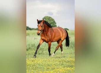 Holsteiner, Stute, 6 Jahre, 175 cm, Brauner