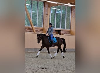Holsteiner, Stute, 7 Jahre, 160 cm, Brauner