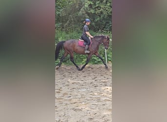 Holsteiner, Stute, 7 Jahre, 160 cm, Brauner