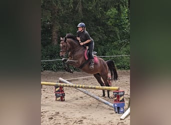 Holsteiner, Stute, 7 Jahre, 160 cm, Brauner