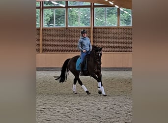 Holsteiner, Stute, 7 Jahre, 160 cm, Brauner