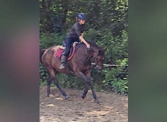 Holsteiner, Stute, 7 Jahre, 160 cm, Brauner