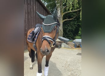 Holsteiner, Stute, 7 Jahre, 160 cm, Dunkelbrauner