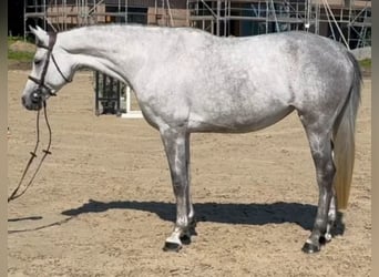 Holsteiner, Stute, 7 Jahre, 161 cm, Schimmel