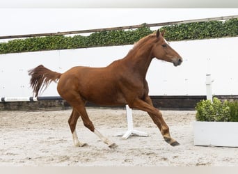 Holsteiner, Stute, 7 Jahre, 161 cm