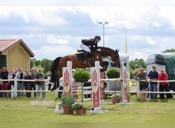 Holsteiner, Stute, 7 Jahre, 162 cm, Brauner