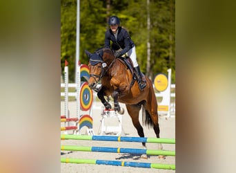 Holsteiner, Stute, 7 Jahre, 162 cm, Rappschimmel