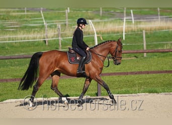 Holsteiner, Stute, 7 Jahre, 163 cm, Brauner