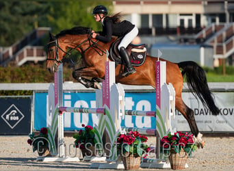 Holsteiner, Stute, 7 Jahre, 163 cm, Brauner