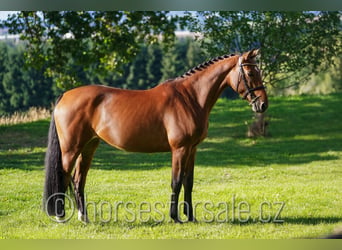Holsteiner, Stute, 7 Jahre, 163 cm, Brauner