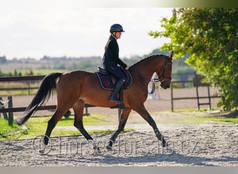 Holsteiner, Stute, 7 Jahre, 163 cm, Brauner