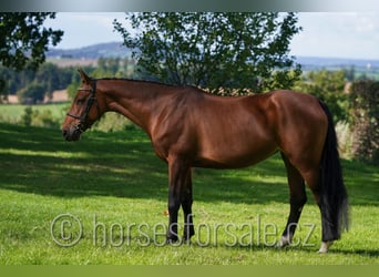 Holsteiner, Stute, 7 Jahre, 163 cm, Brauner