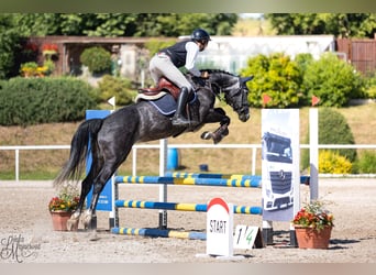 Holsteiner, Stute, 7 Jahre, 163 cm, Schimmel