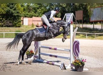 Holsteiner, Stute, 7 Jahre, 163 cm, Schimmel