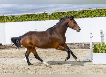 Holsteiner, Stute, 7 Jahre, 164 cm, Brauner