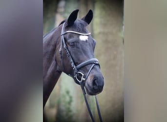 Holsteiner, Stute, 7 Jahre, 164 cm, Schwarzbrauner