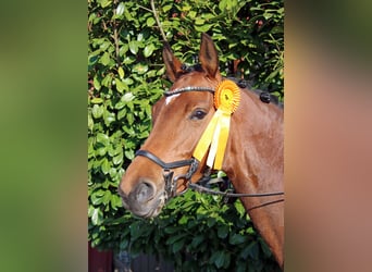 Holsteiner, Stute, 7 Jahre, 165 cm, Brauner