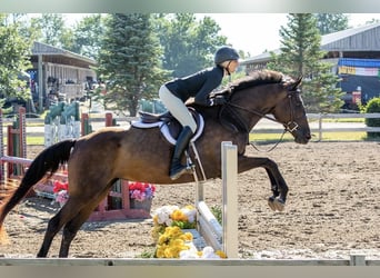 Holsteiner Mix, Stute, 7 Jahre, 165 cm, Dunkelbrauner