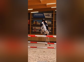 Holsteiner, Stute, 7 Jahre, 165 cm, Dunkelbrauner