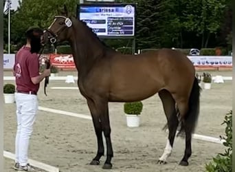 Holsteiner, Stute, 7 Jahre, 165 cm, Dunkelbrauner