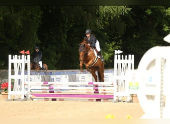 Holsteiner, Stute, 7 Jahre, 165 cm, Fuchs