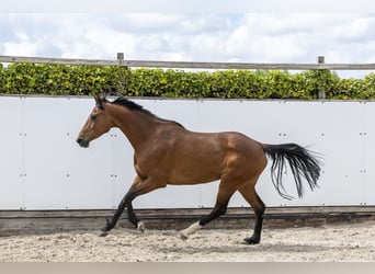 Holsteiner, Stute, 7 Jahre, 166 cm, Brauner