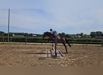 Holsteiner, Stute, 7 Jahre, 166 cm, Dunkelbrauner