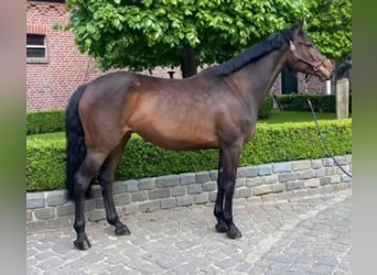 Holsteiner, Stute, 7 Jahre, 166 cm, Dunkelbrauner