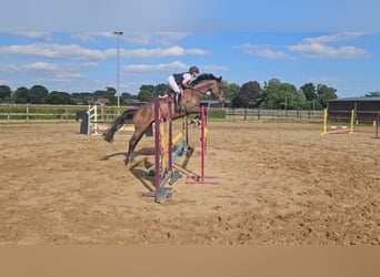 Holsteiner, Stute, 7 Jahre, 166 cm, Dunkelbrauner