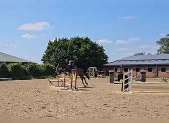 Holsteiner, Stute, 7 Jahre, 166 cm, Dunkelbrauner