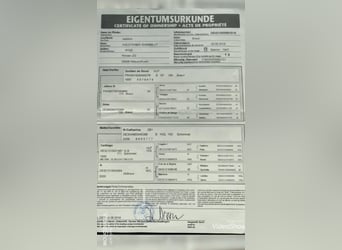 Holsteiner, Stute, 7 Jahre, 166 cm, Dunkelbrauner