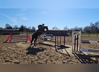 Holsteiner, Stute, 7 Jahre, 166 cm, Dunkelbrauner
