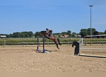 Holsteiner, Stute, 7 Jahre, 166 cm, Dunkelbrauner