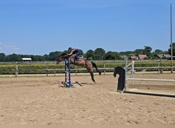 Holsteiner, Stute, 7 Jahre, 166 cm, Dunkelbrauner