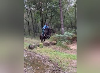 Holsteiner, Stute, 7 Jahre, 166 cm, Dunkelbrauner